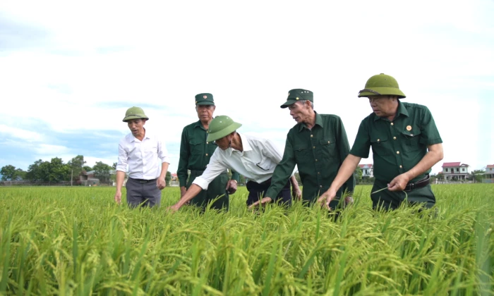 Khi 'thủ lĩnh' hợp tác xã là cựu chiến binh