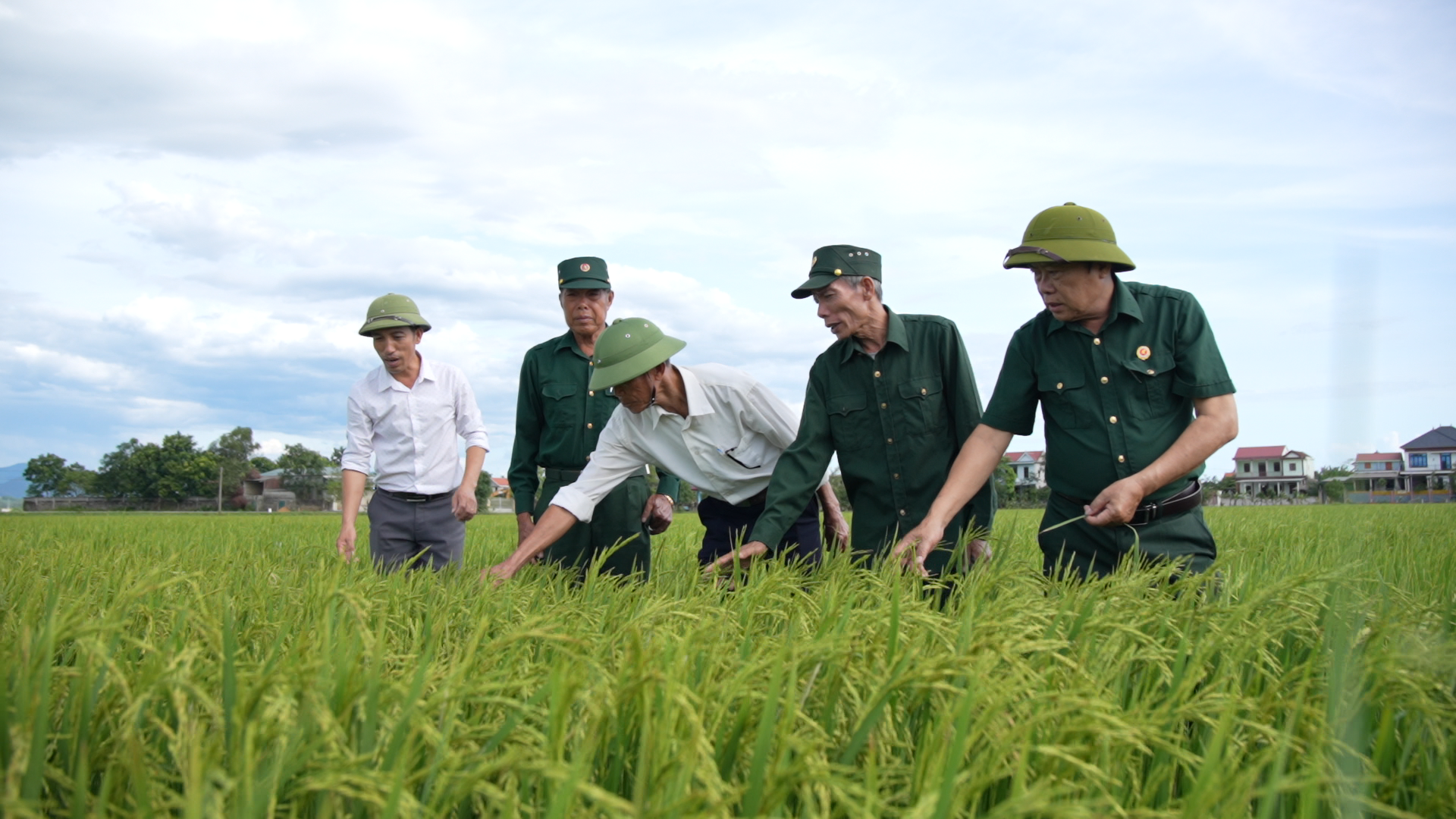 Đại diện HTX Thống Nhất thăm mô hình lúa - Ảnh: N.T