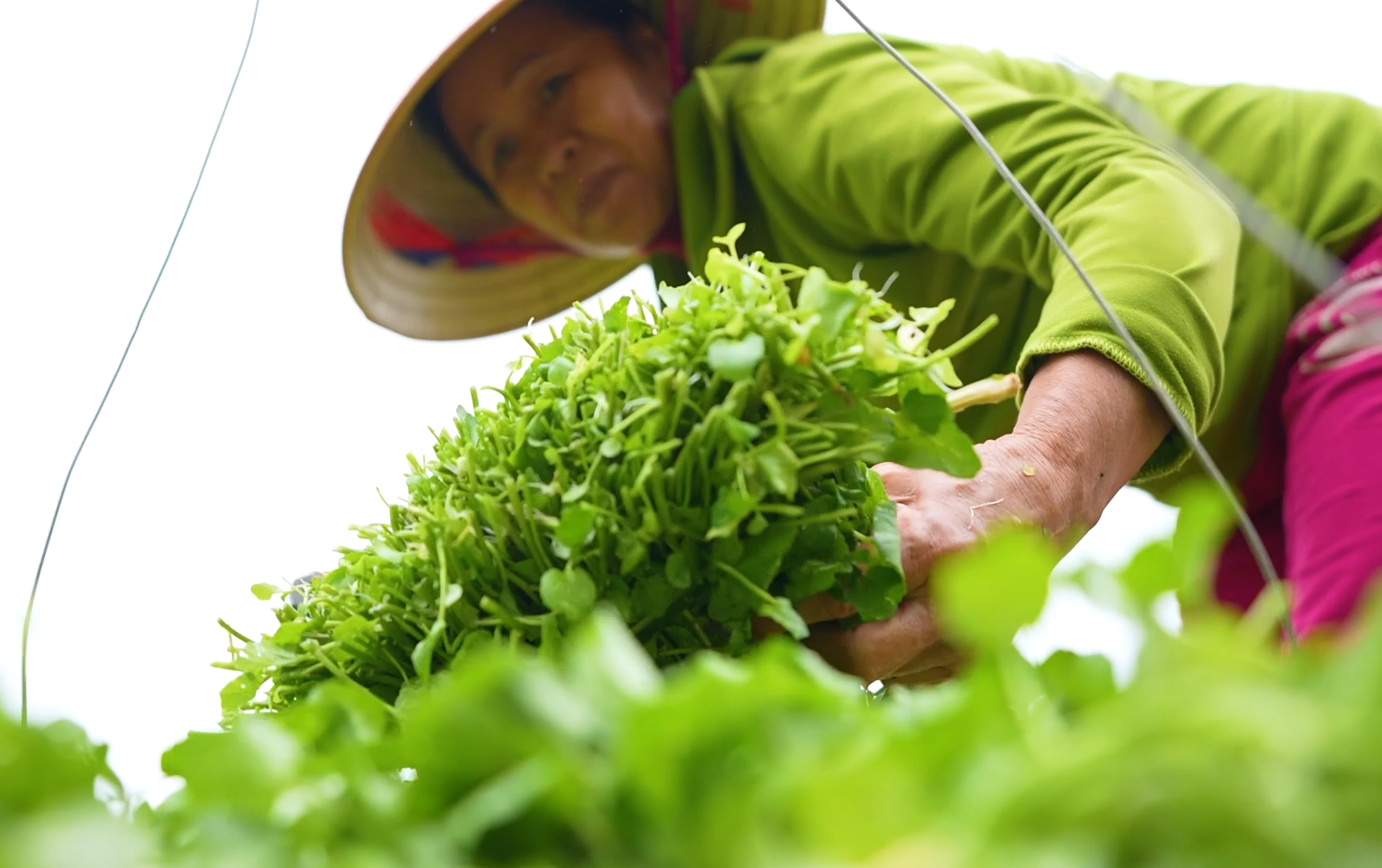 Người dân thu hoạch rau liệt -Ảnh: T.T