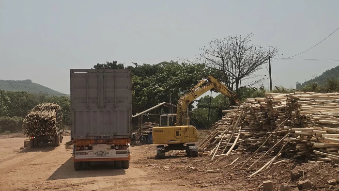 Cần siết chặt quản lý các điểm thu mua gỗ rừng trồng