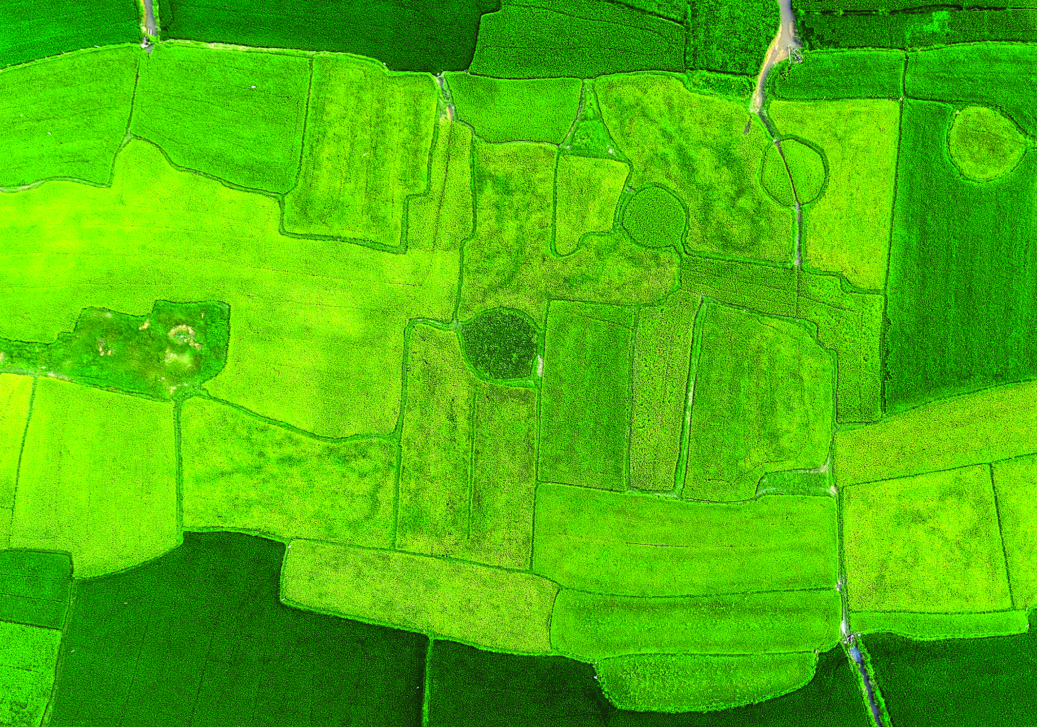 Bức hoạ đồng quê