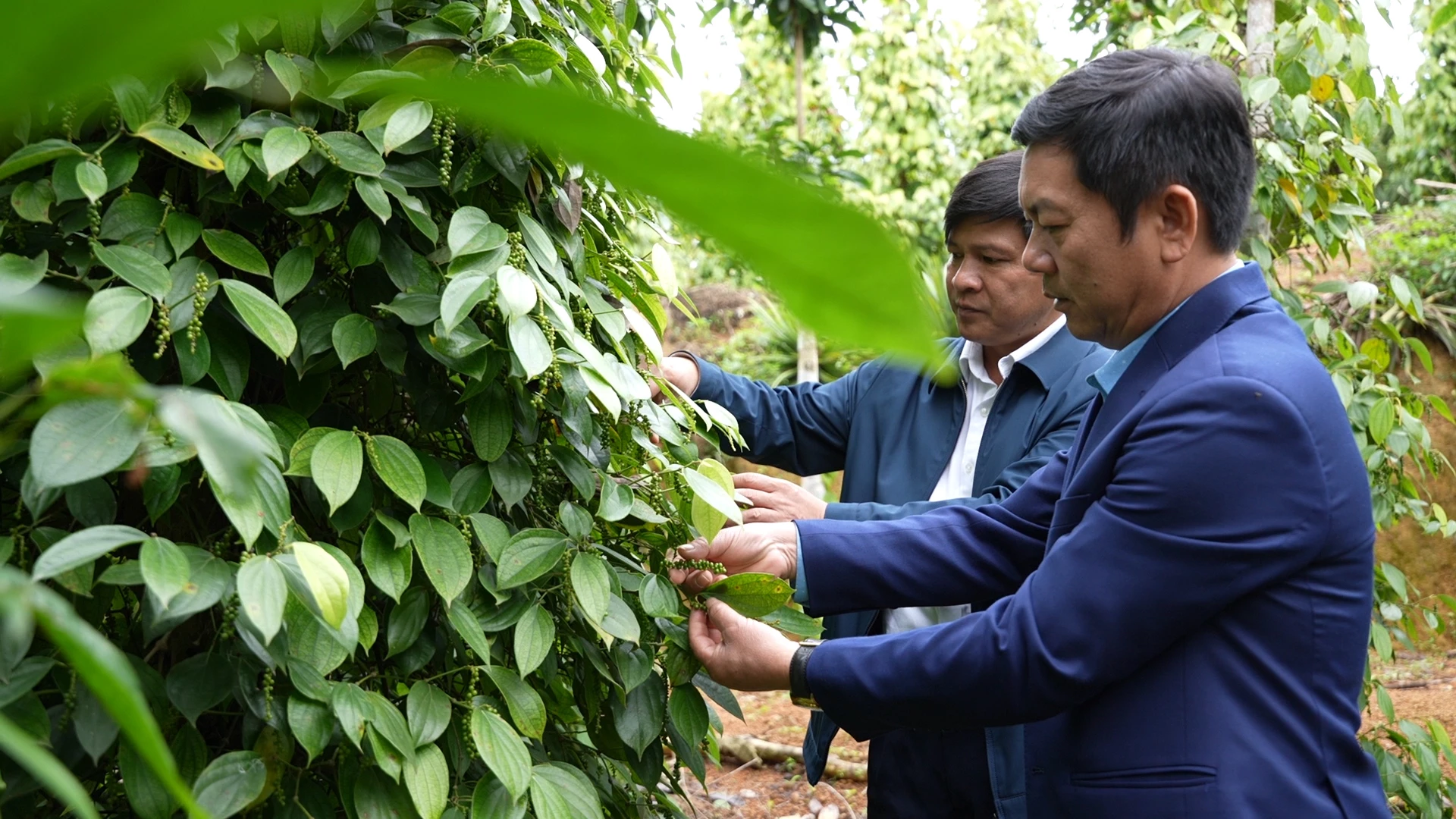 Phát triển trồng cây hồ tiêu ở xã Trung Thuần - Ảnh: N.T