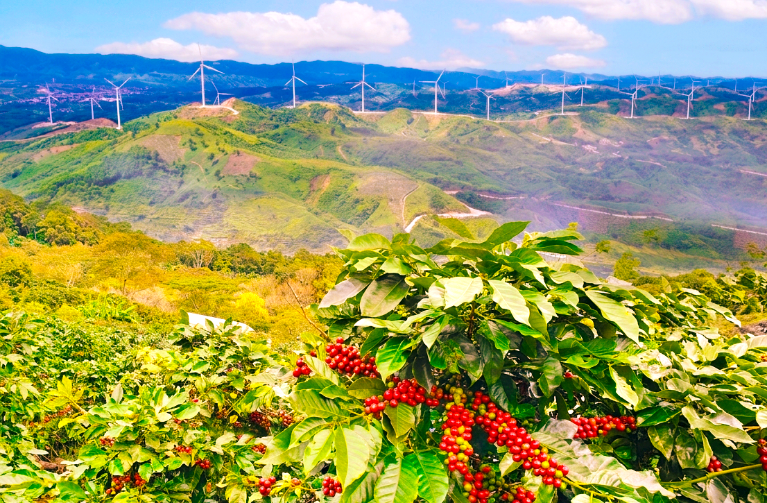 Cà phê Arabica được trồng giữa núi rừng phía Tây của tỉnh Quảng Trị - Ảnh: H.H