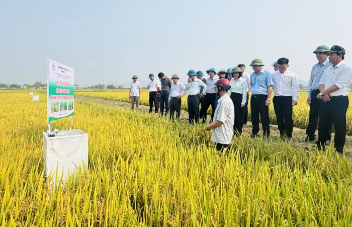 Đánh giá mô hình lúa giảm phát thải, hướng tới tạo tín chỉ carbon