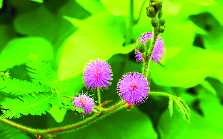 Nhà thơ Anh Ngọc với bài thơ 'Cây xấu hổ'