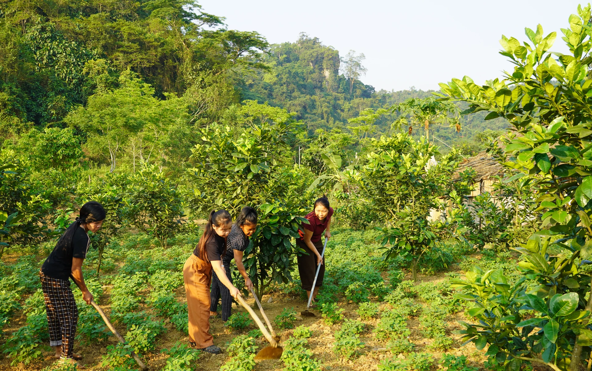 Chị Nguyễn Thị Hà (bìa phải) giúp gia đình bà Hồ Thị Mai (bản Cà Xen) chăm sóc vườn bưởi - Ảnh: P.P