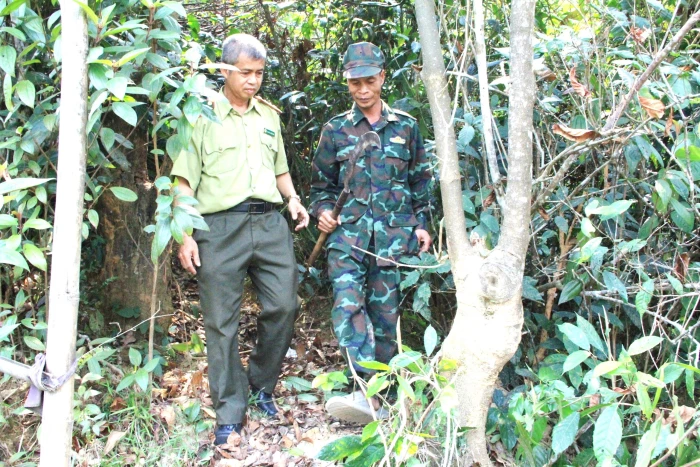 'Chuộc lỗi' với rừng