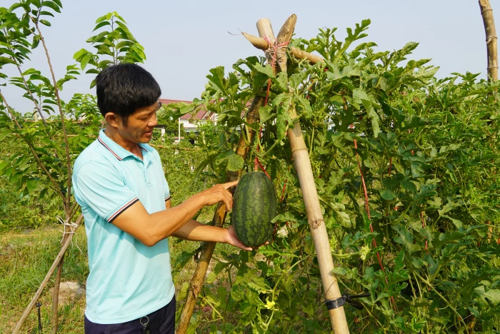 Dưa hấu hữu cơ trên đất Nam Trạch