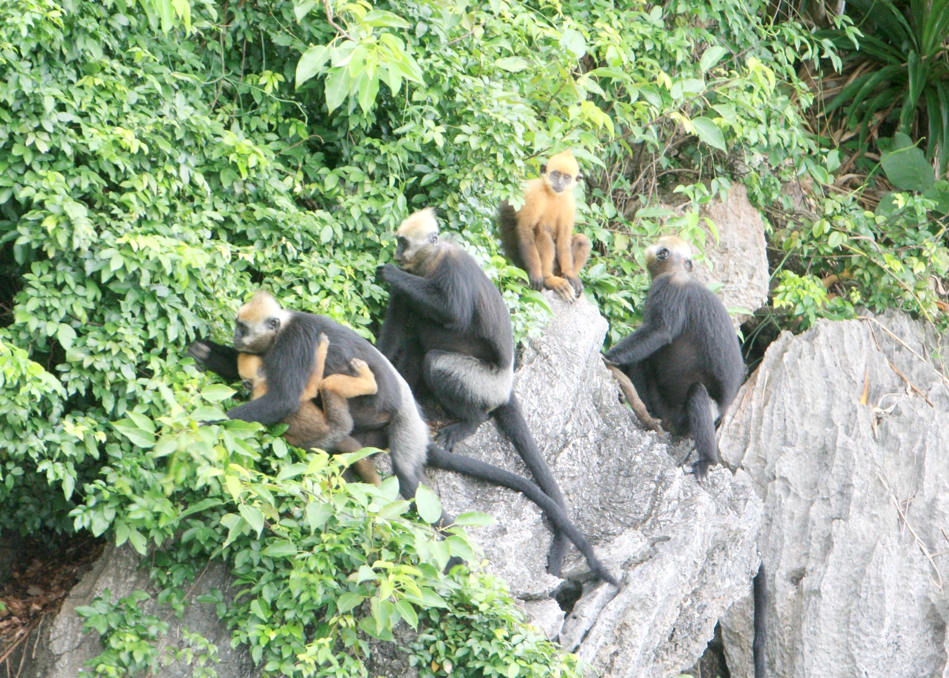 Các loài linh trưởng được phát hiện tại rừng Động Châu - Khe Nước Trong- Ảnh: do Ban quản lý Khu DTTN Động Châu - Khe Nước Trong cung cấp