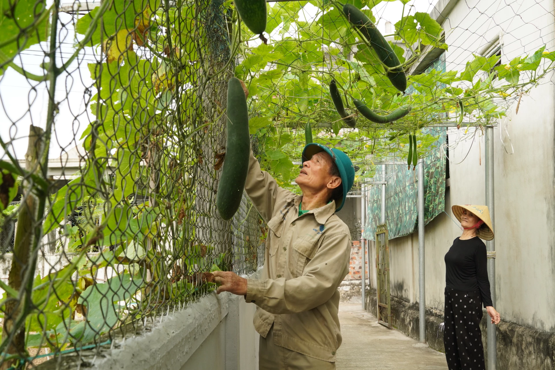 Việc làm luôn đều đặn, thu nhập cũng ổn định quanh năm khi ông Nguyễn Đăng Hiền “xoay vòng” các loại cây trồng theo mùa - Ảnh: HL