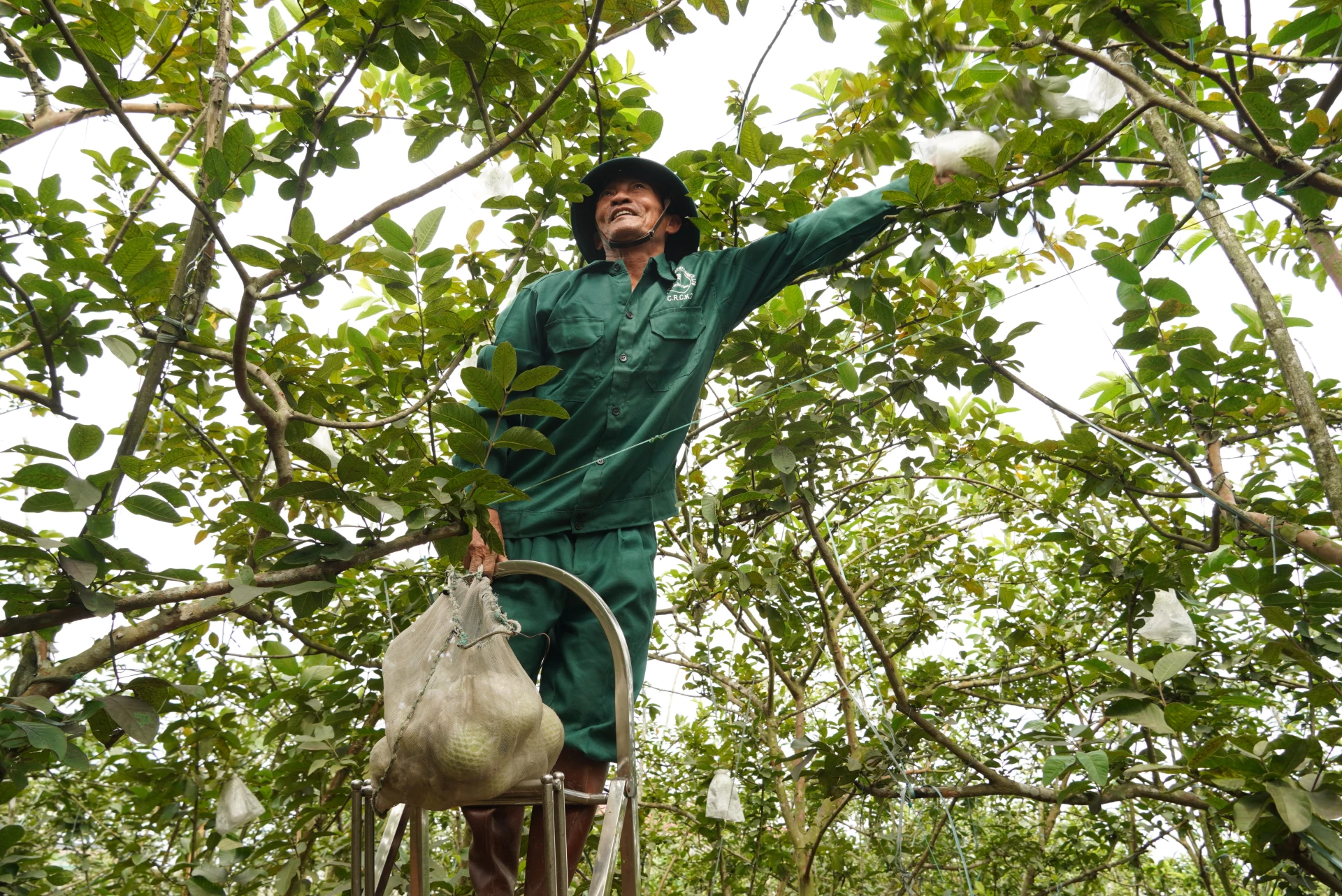 Vườn ổi được ông Cao Minh Hiền chuyển sang canh tác theo hướng nông nghiệp sạch, hữu cơ - Ảnh: HL