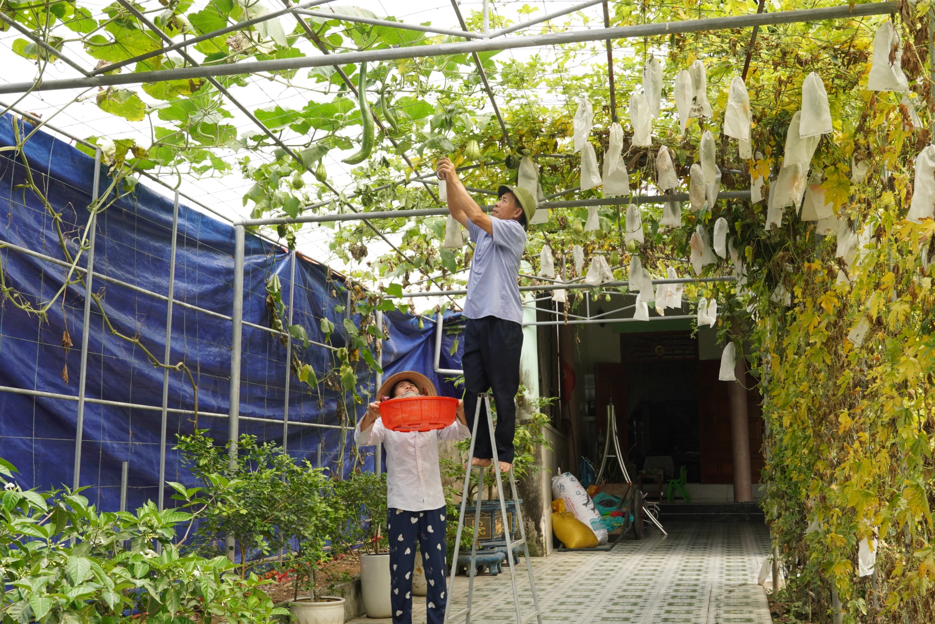 Từ khi làm vườn mẫu, nhiều hộ gia đình đầu tư hệ thống tưới tự động, giàn che bài bản nhằm tăng năng suất cây trồng - Ảnh: HL