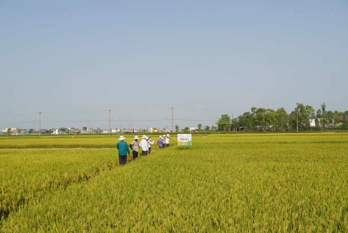 Ba Đồn được mùa lúa đông-xuân