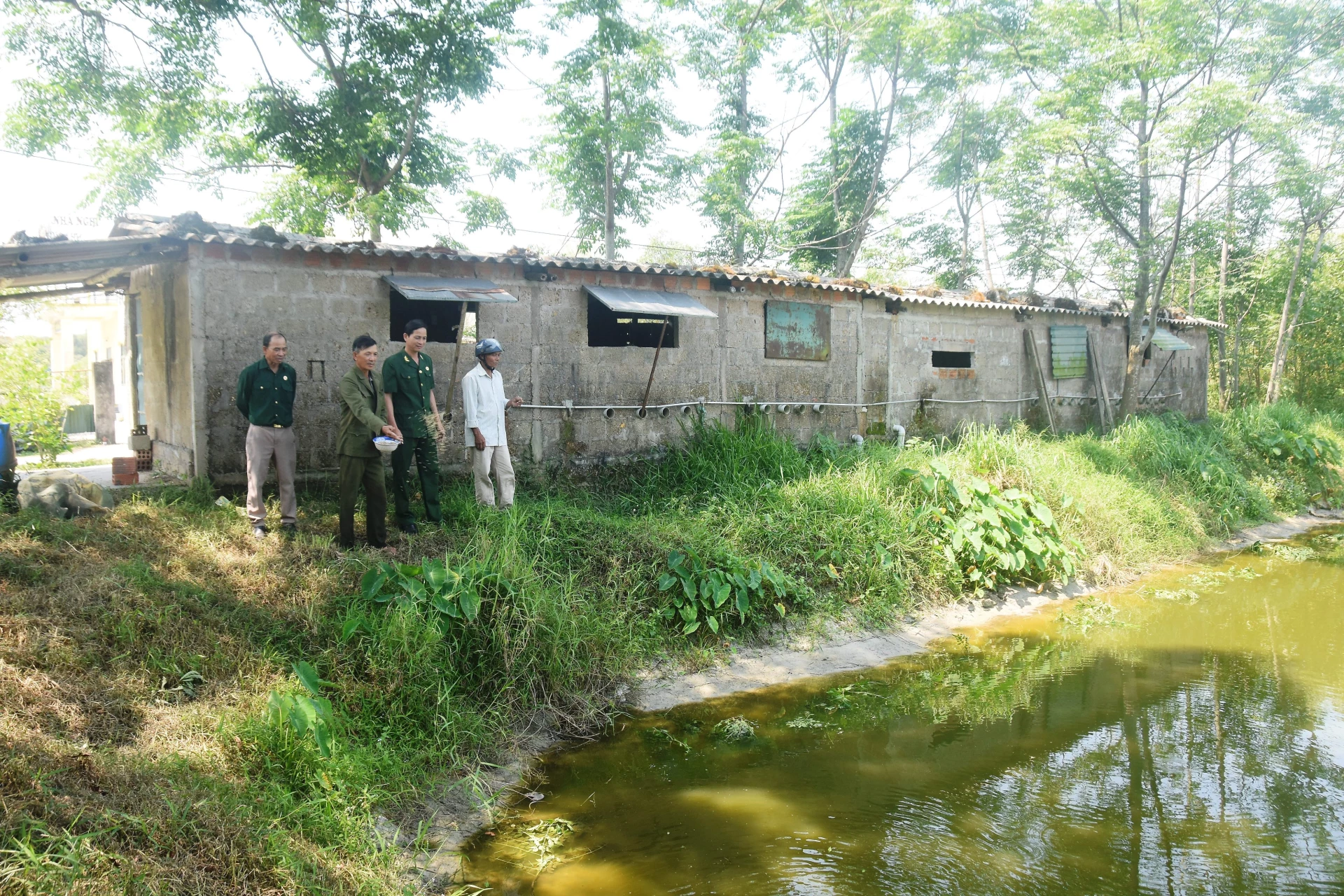 Mô hình trang trại chăn nuôi kết hợp lợn-cá-sen của cựu chiến binh Cáp Dõng, thôn Trà Lộc, xã Vĩnh Định - Ảnh: Đ.V