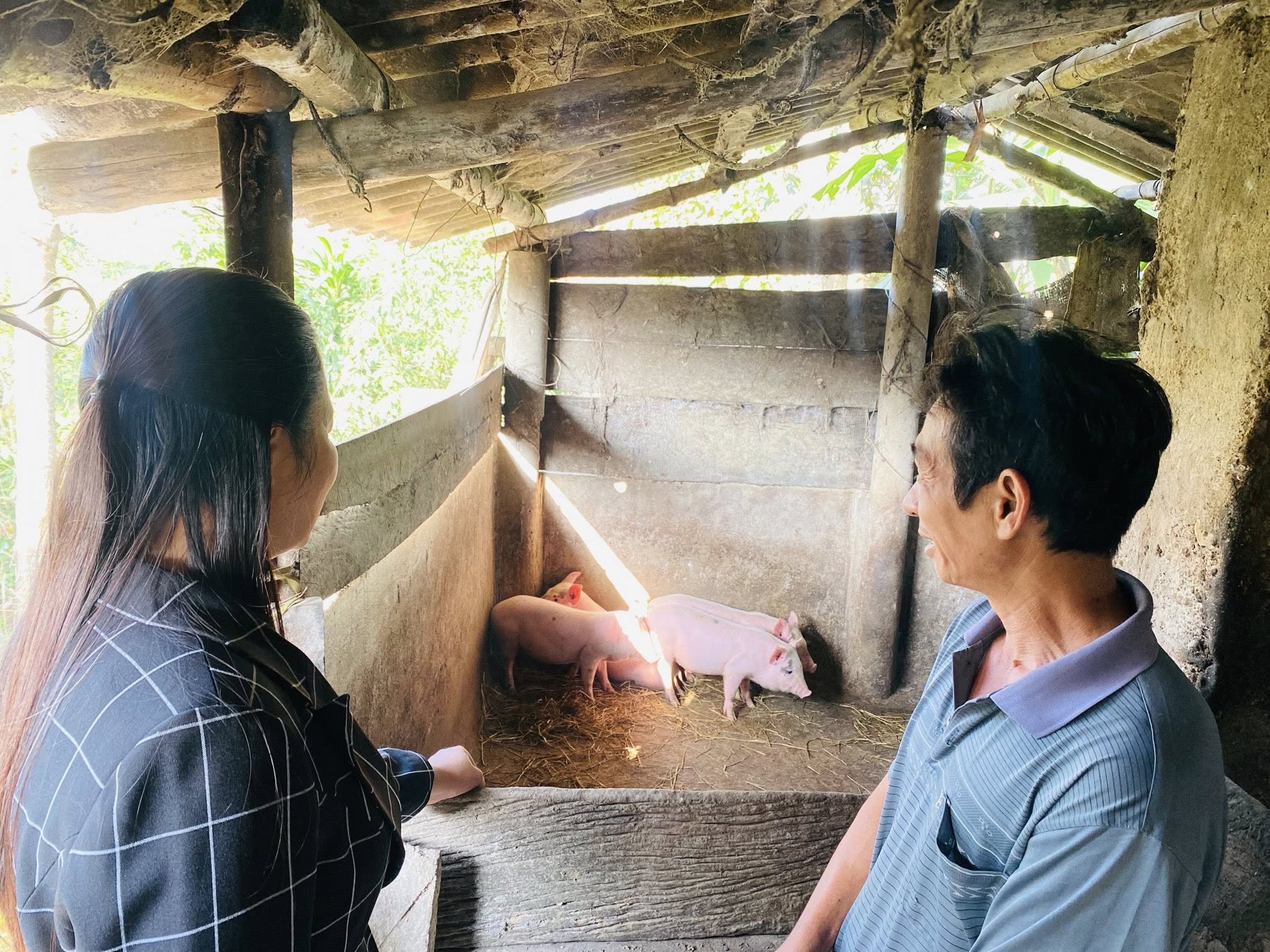 Lợn giống được Hội LHPN phường Nam Đông Hà trao tặng hội viên có hoàn cảnh khó khăn chăn nuôi để tăng thu nhập - Ảnh: Đ.V