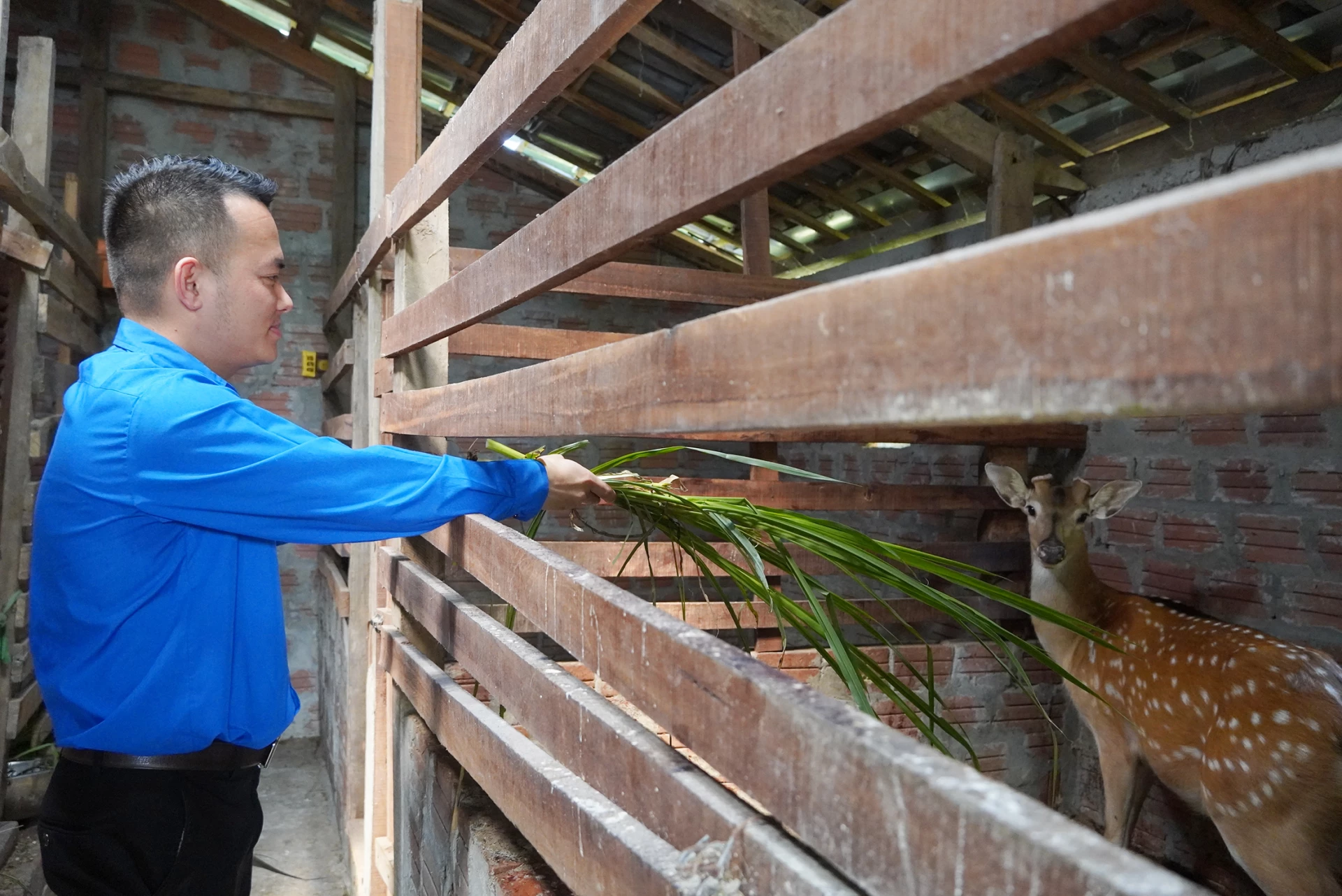 Mô hình nuôi hươu của Hợp tác xã Chăn nuôi Tây Trạch do anh Hoàng Ngọc Sỹ gây dựng bước đầu mang lại hiệu quả - Ảnh: L.M