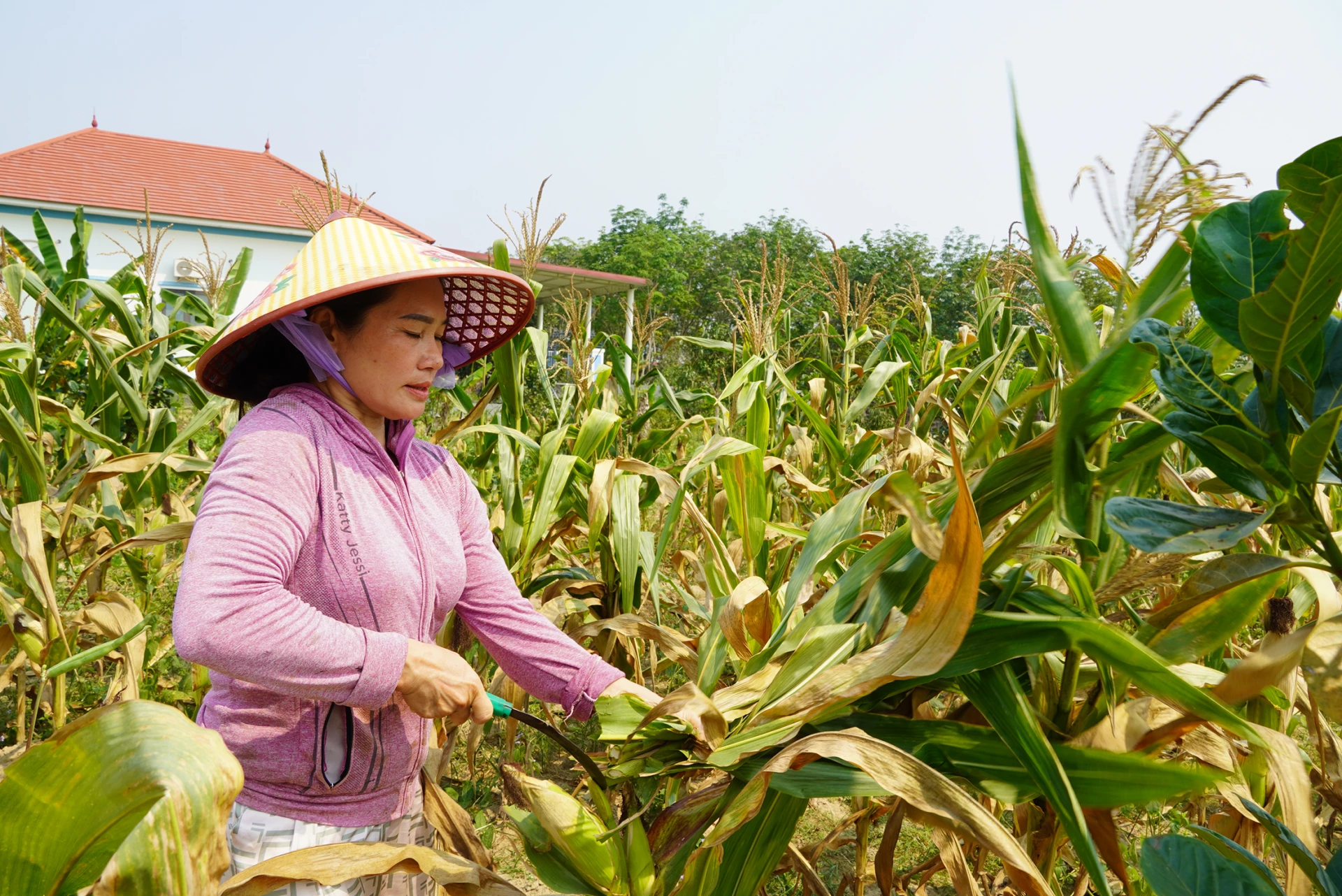 Việc nuôi hươu của Hợp tác xã Chăn nuôi Tây Trạch khá thuận lợi nhờ nguồn nguyên liệu sẵn có từ sản xuất nông nghiệp - Ảnh: L.M