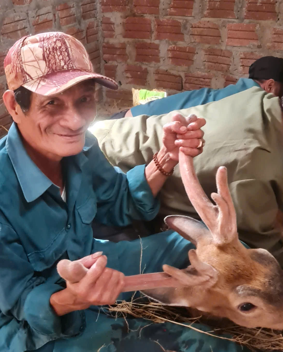 Những con hươu chuẩn bị cho thu hoạch nhung - Ảnh: L.M