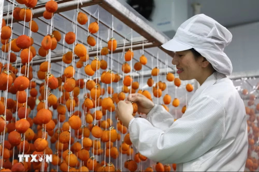 Hồng sấy. (Ảnh: Đặng Tuấn/TTXVN)