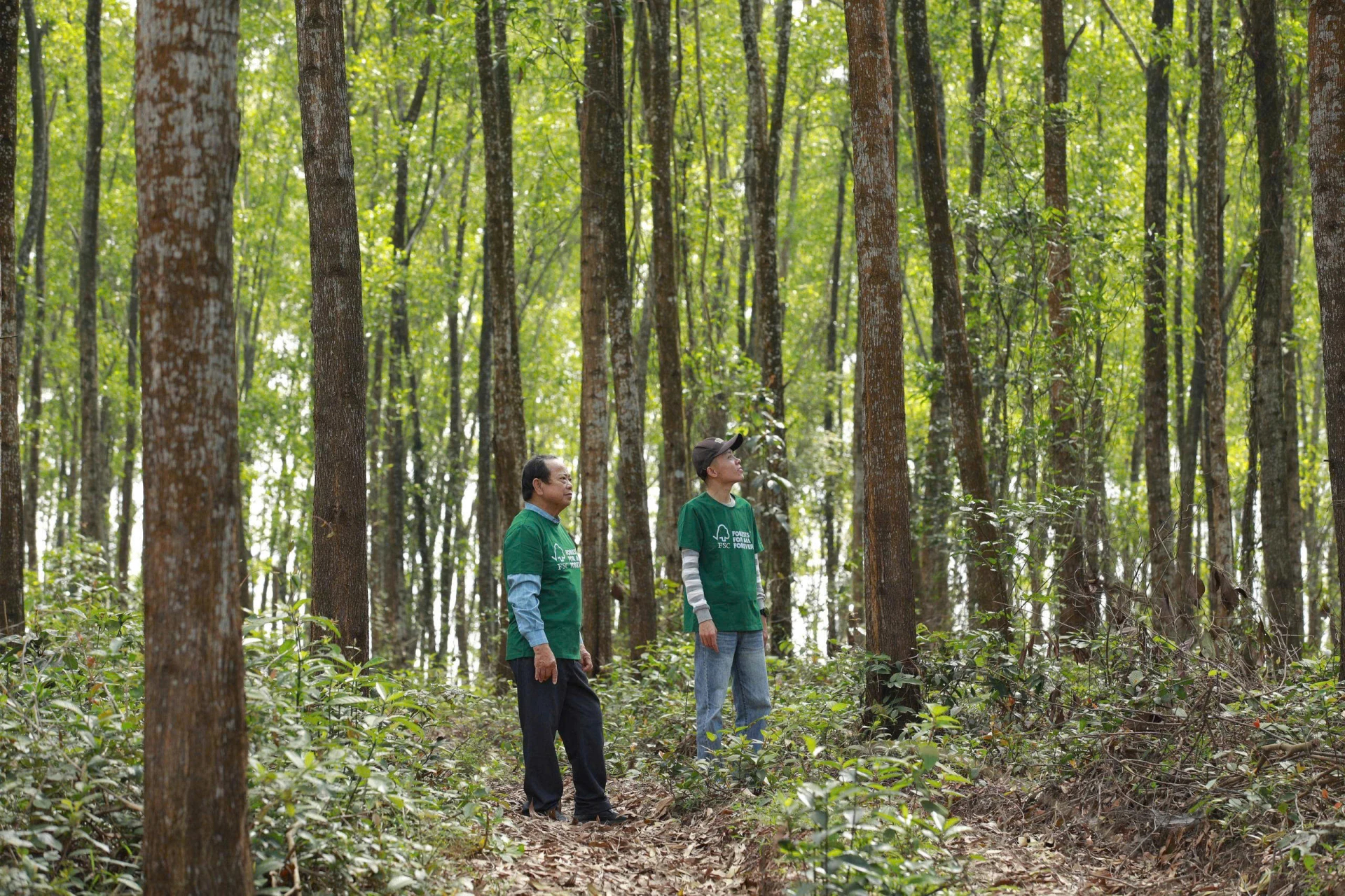 HTX Phú Hưng, xã Hải Phú, đơn vị tiêu biểu trong trồng rừng có chứng chỉ FSC - Ảnh: NL