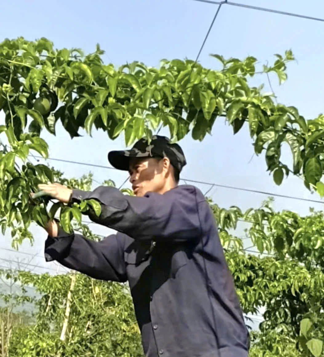 Anh Hồ Văn Hiếu chăm sóc giàn chanh dây, mô hình kinh tế hiệu quả giúp gia đình thoát nghèo bền vững - Ảnh: K.S