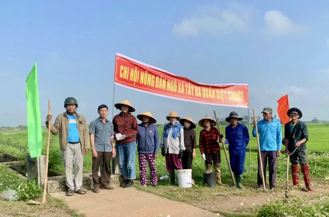 Các cấp Hội Nông dân trên địa bàn tỉnh tích cực hưởng ứng phong trào diệt chuột bảo vệ mùa màng - Ảnh: T.A