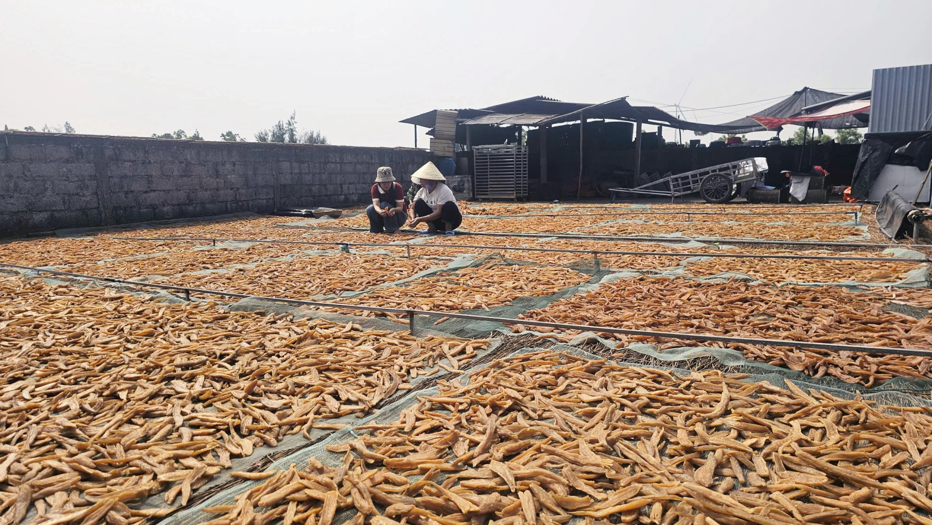 Xã Ninh Châu hiện có 500 hộ trồng và chế biến khoai deo - Ảnh: L.Chi