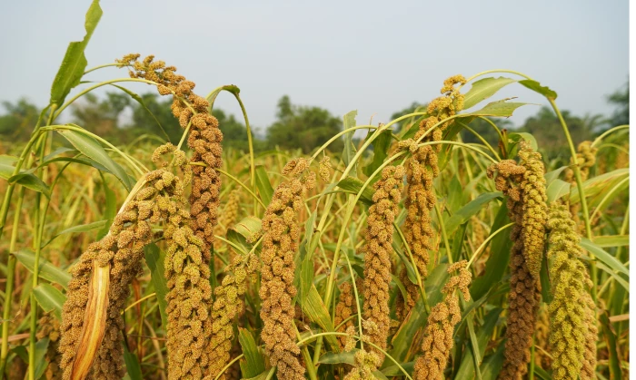 Mùa kê vàng óng ả bên sông Son