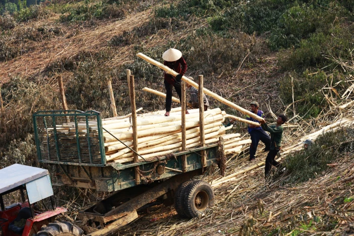 Nhọc nhằn nghề khai thác keo tràm