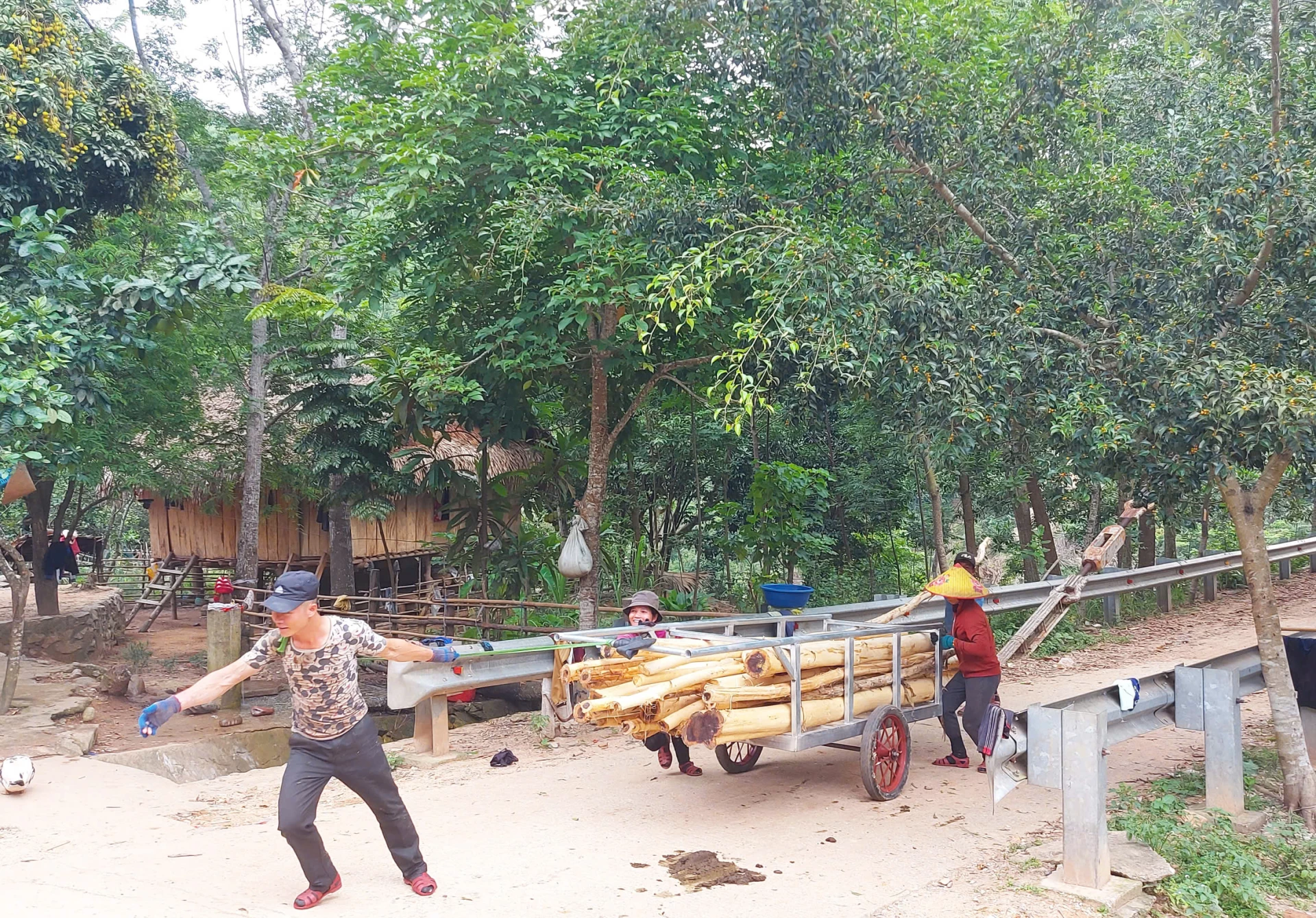 Người dân xã Dân Hóa dùng xe cải tiến vận chuyển keo về nơi tập kết - Ảnh: P.P