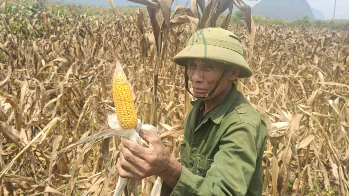 Hỗ trợ nông dân tiêu thụ nông sản mùa nắng hạn