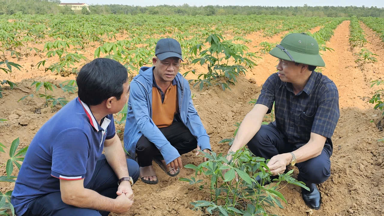 Giống sắn HN1 trồng thí điểm tại xã Quảng Trạch kháng bệnh khảm lá, cho năng suất cao.- Ảnh: Phan