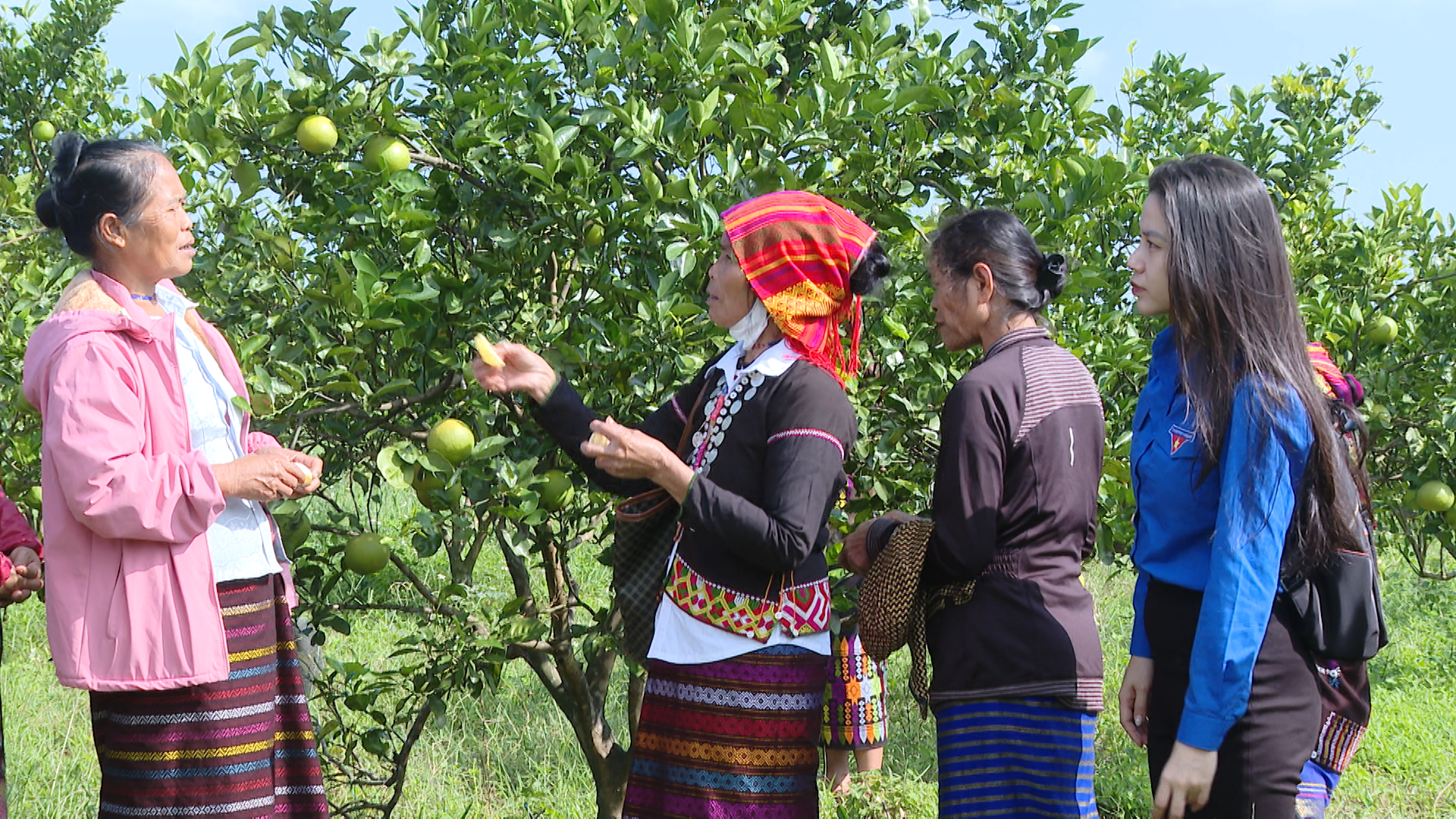 Người dân miền núi tiếp cận mô hình nông nghiệp hữu cơ-Ảnh M.H