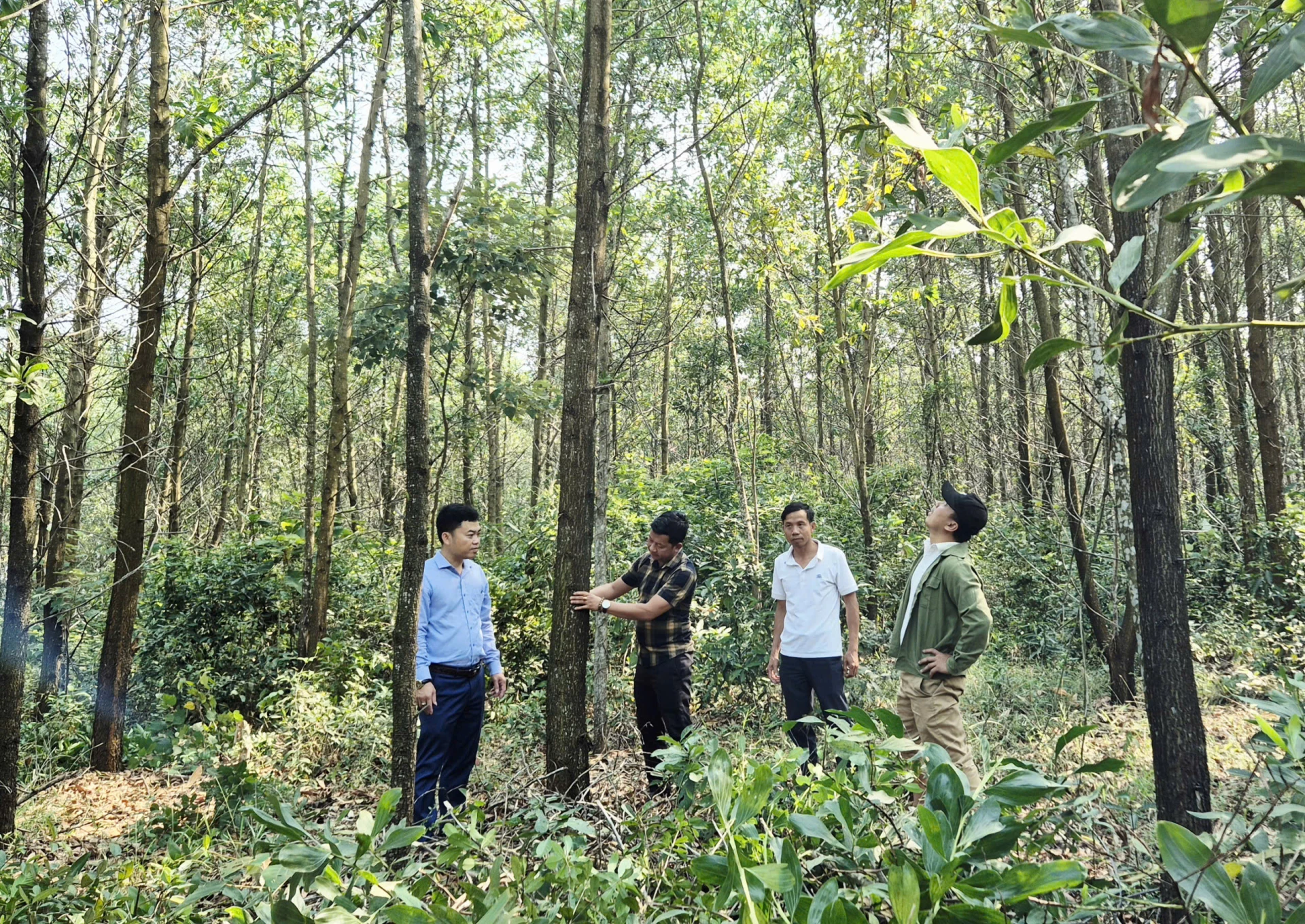 Kiểm tra rừng trồng keo gỗ lớn đạt chuẩn FSC tại xã Ái Tử - Ảnh: K.S