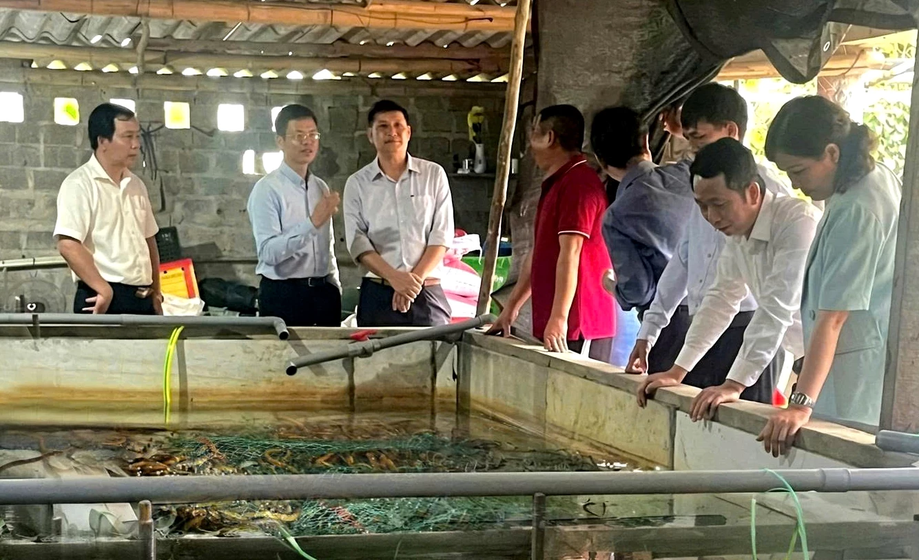 Mô hình “Nuôi lươn không bùn” của Tổ hội nghề nghiệp đã chứng minh bước đi phù hợp với chủ trương phát triển kinh tế tập thể - Ảnh: H.TR