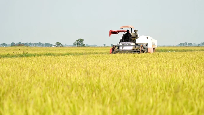 Khẩn trương thu hoạch lúa đông-xuân