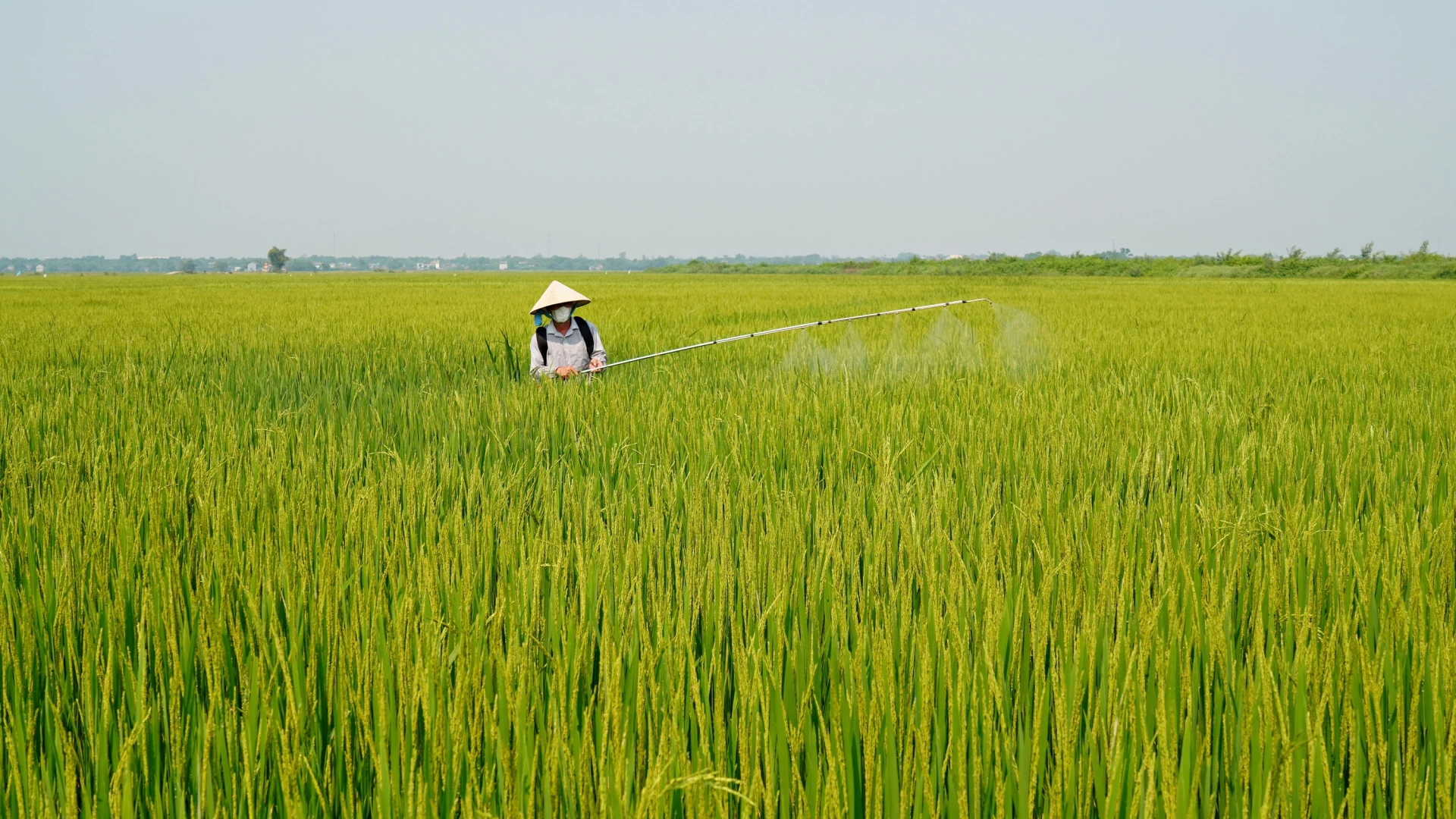 Nông dân xã Mỹ Thủy phun thuốc phòng bệnh đạo ôn cổ bông theo hướng dẫn của cơ quan chuyên môn - Ảnh: L.A