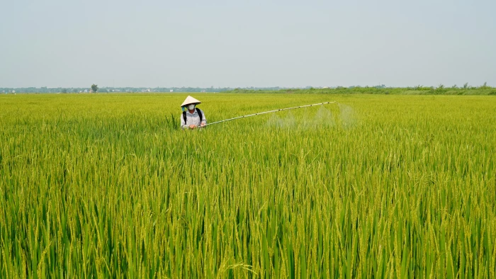 Chủ động chăm sóc, bảo vệ lúa đông-xuân cuối vụ