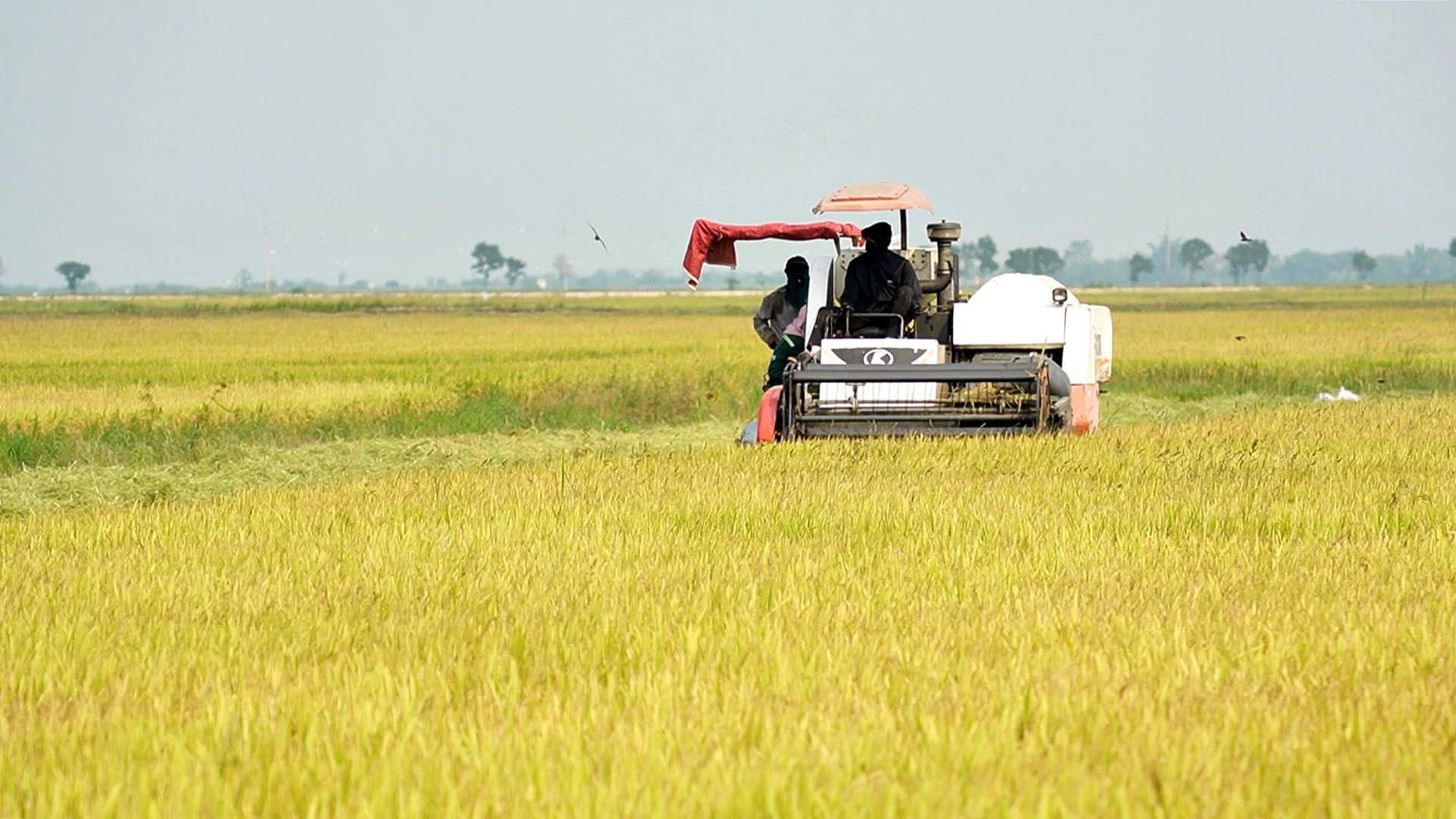Thu hoạch lúa đông-xuân tại Hợp tác xã Dịch vụ sản xuất nông nghiệp Kim Giao, xã Mỹ Thủy - Ảnh: L.A