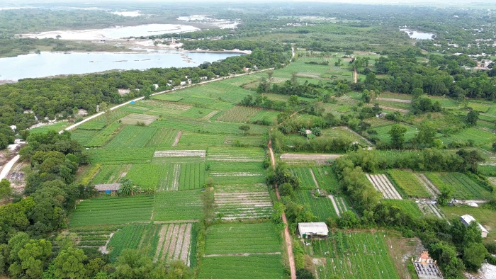 Hiệu quả từ mô hình trồng mướp đắng trên đất cát