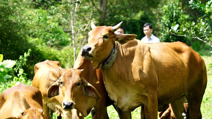 Ứng dụng công nghệ định vị để quản lý đàn vật nuôi