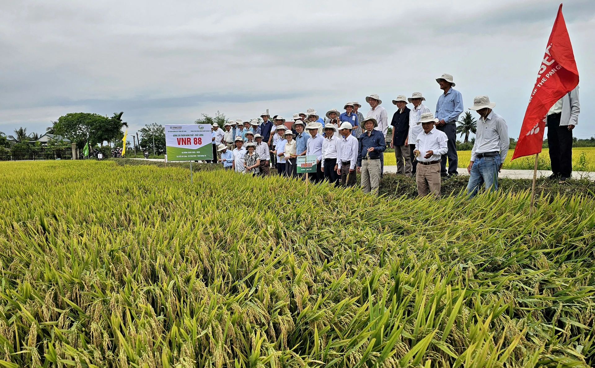 Các đại biểu tham quan mô hình khảo nghiệm giống lúa VNR88 tại Hợp tác xã An Lông, xã Triệu Bình - Ảnh: L.A
