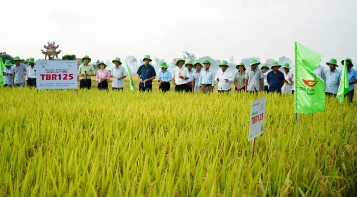 Đề xuất thử nghiệm giống lúa TBR125 trong vụ hè-thu