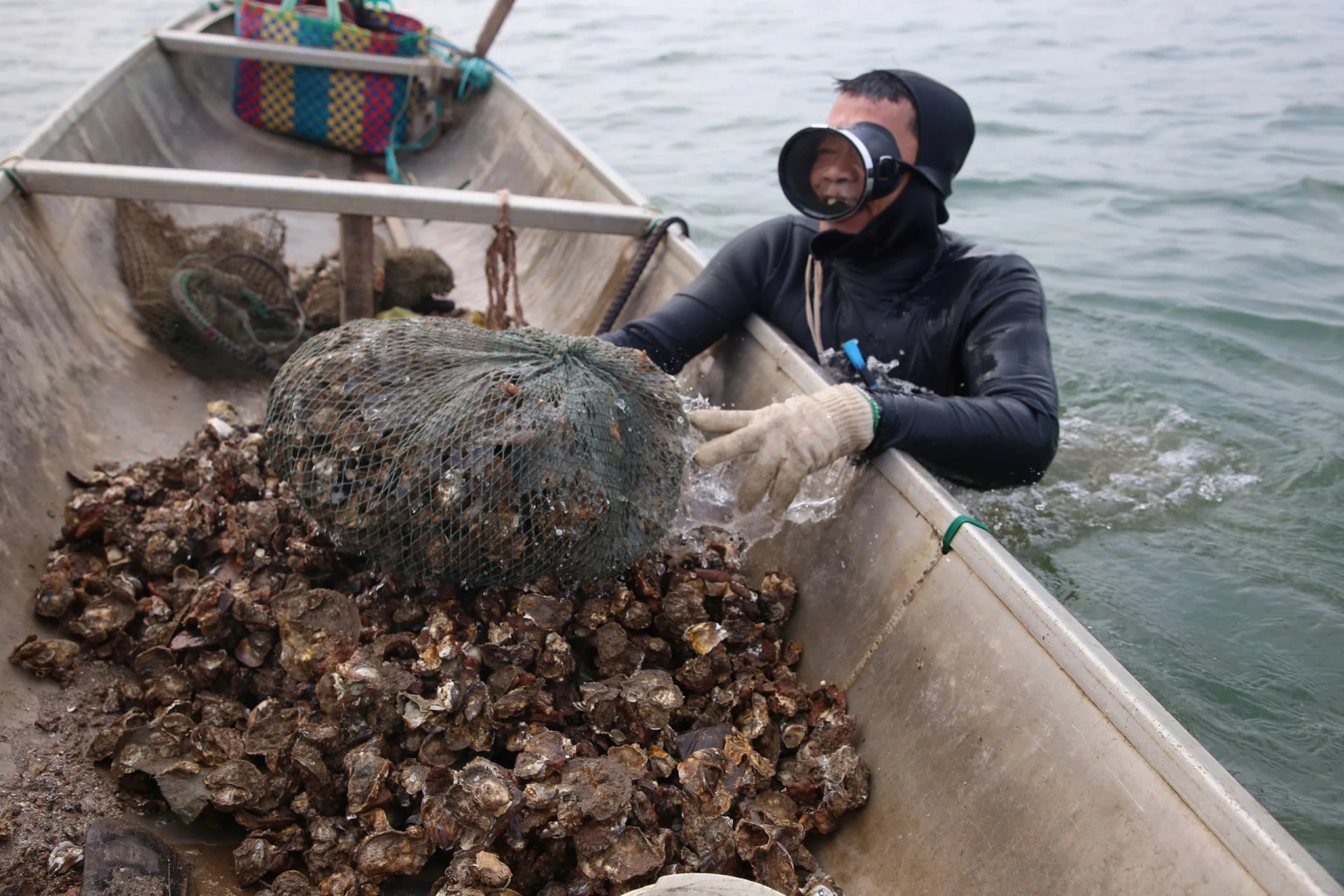 Sau gần 1 giờ đồng hồ lặn dưới đáy sông, ông Châu đưa lên thuyền một túi hàu - Ảnh: P.P