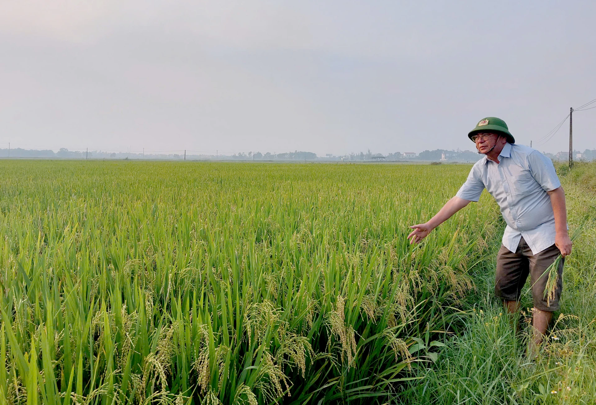 Lúa hữu cơ là xu thế canh tác mà các hợp tác xã hướng đến - Ảnh: Đ.N