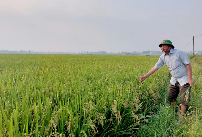 Khi hợp tác xã 'bắt nhịp' với lúa hữu cơ