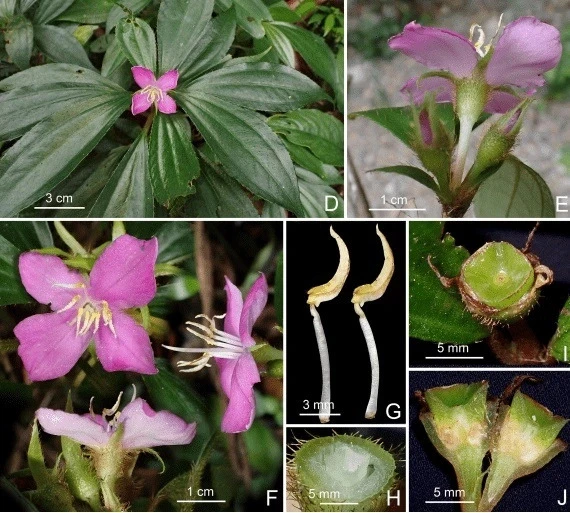 Cây Me đá Động Châu có dạng bụi nhỏ, hoa màu hồng, thân và cuống lá phủ lông dày - Ảnh: Khu dự trữ thiên nhiên Động Châu - Khe Nước Trong 