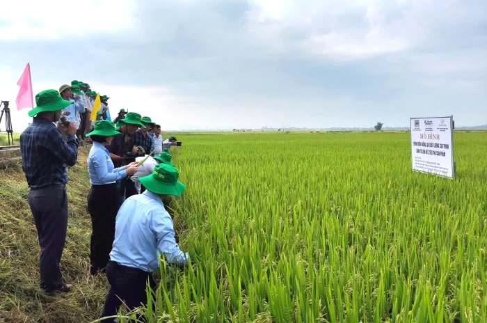 Sản xuất lúa chất lượng cao TH998 gắn với liên kết tiêu thụ sản phẩm