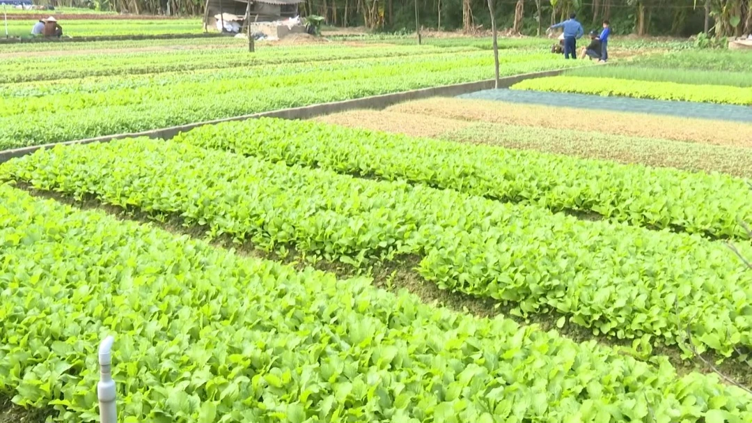 Vùng chuyên canh rau màu ở phường Đông Hà - Ảnh: X.D