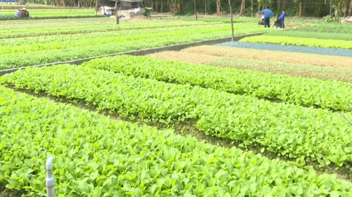 Nông dân Đông Hà với thương mại điện tử